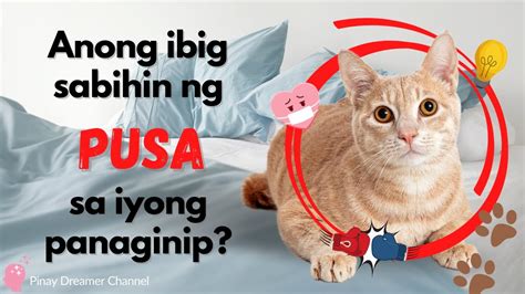 pusa sa panaginip|[DREAM INTERPRETATION .